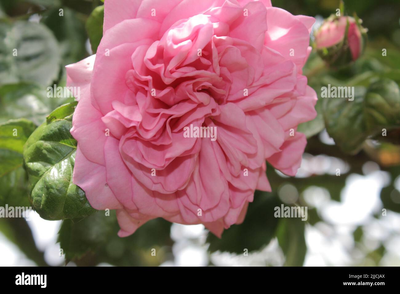 Rose inflorescence in close-up. Pink flower petals. Macrophotography of ...