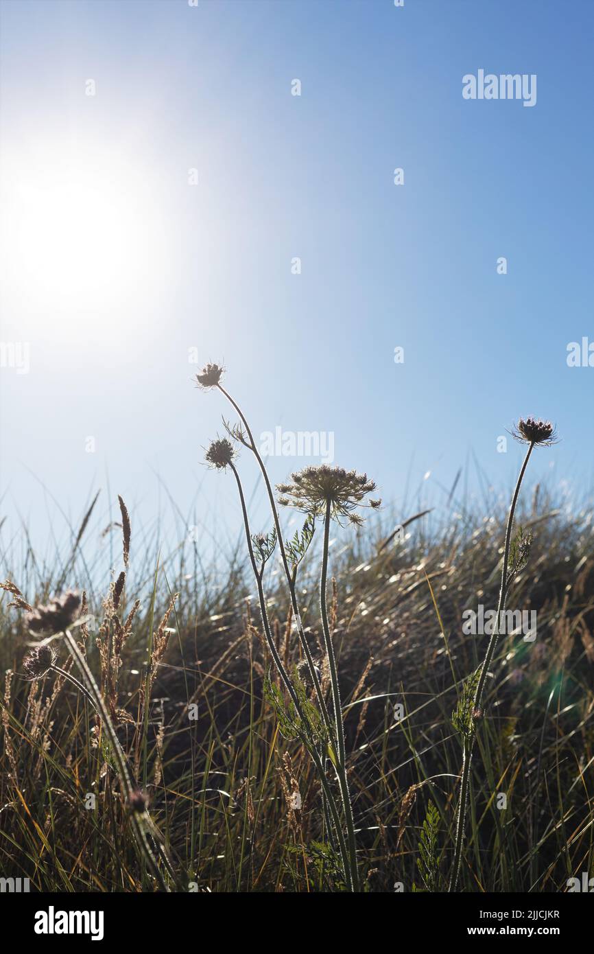 A field with queen anne's lace in summer. Stock Photo