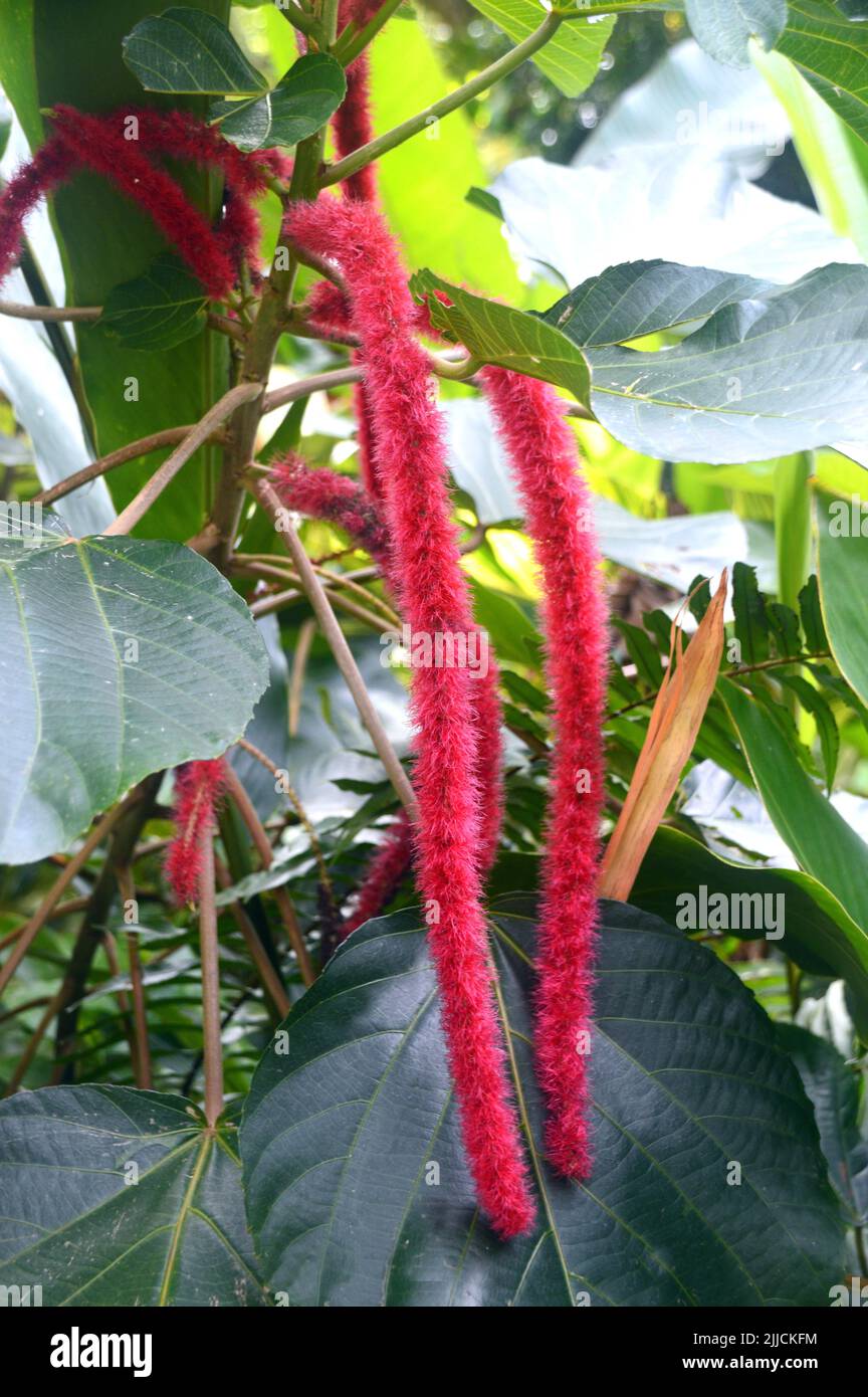 Red Amaranthus Caudatus 'Pony Tails' Flowers (Love-lies-bleeding) Growing in the Garden at Wingfield Estate in St Kitts & Nevis, Caribbean island. Stock Photo