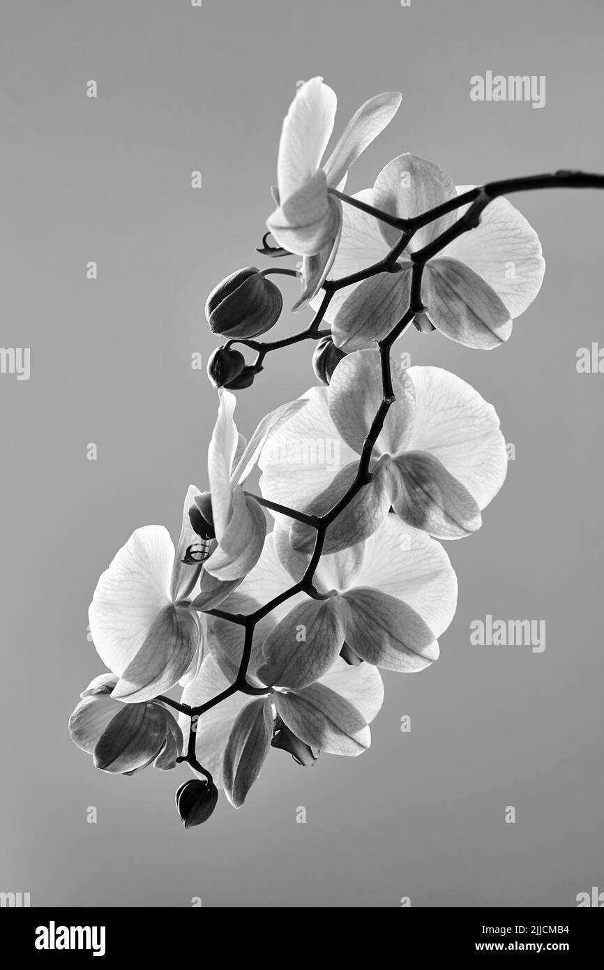 Minimalist orchid twig with flowers in black and white Stock Photo