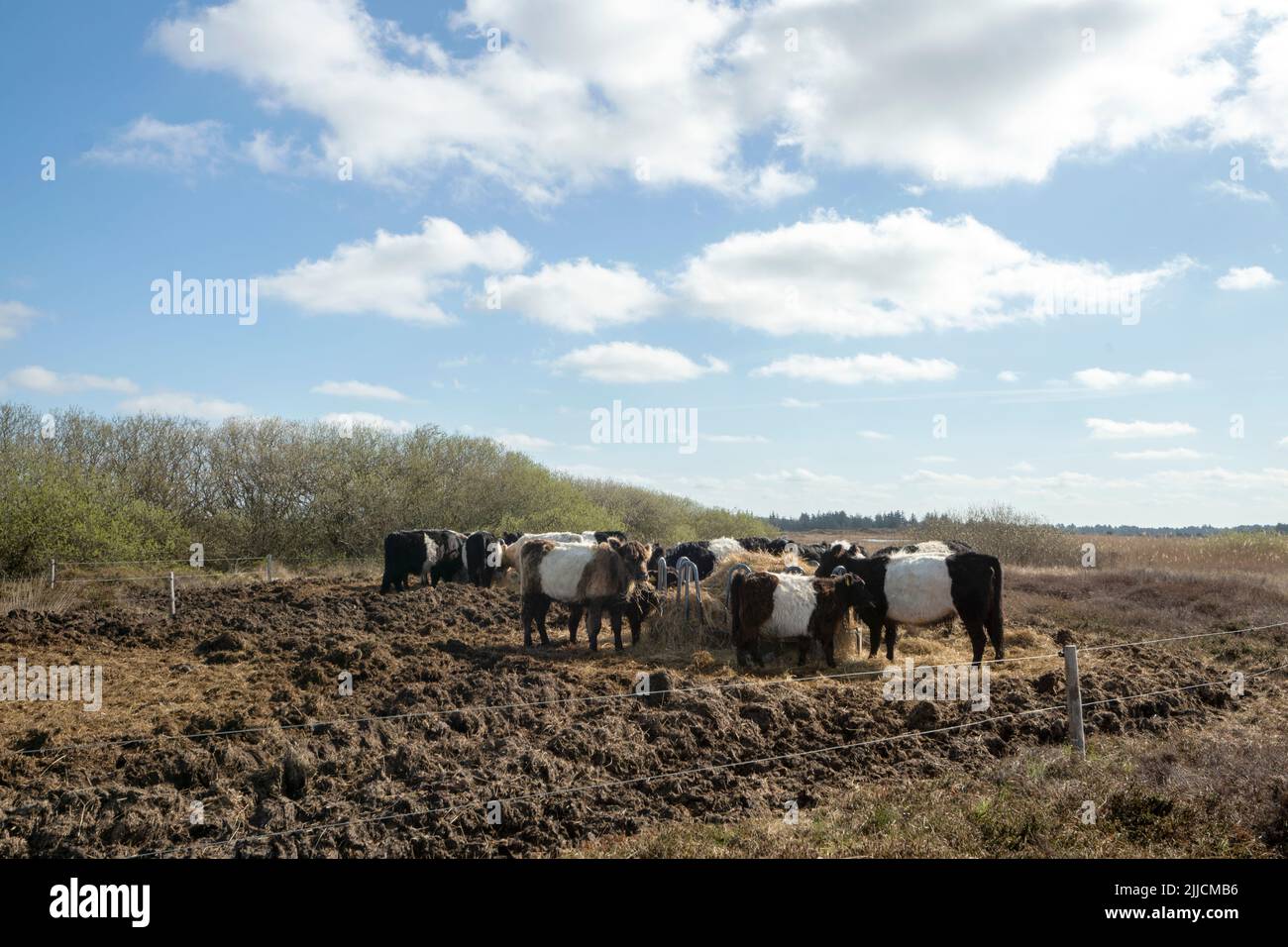 Cow in a meadow in Denmark Stock Photo