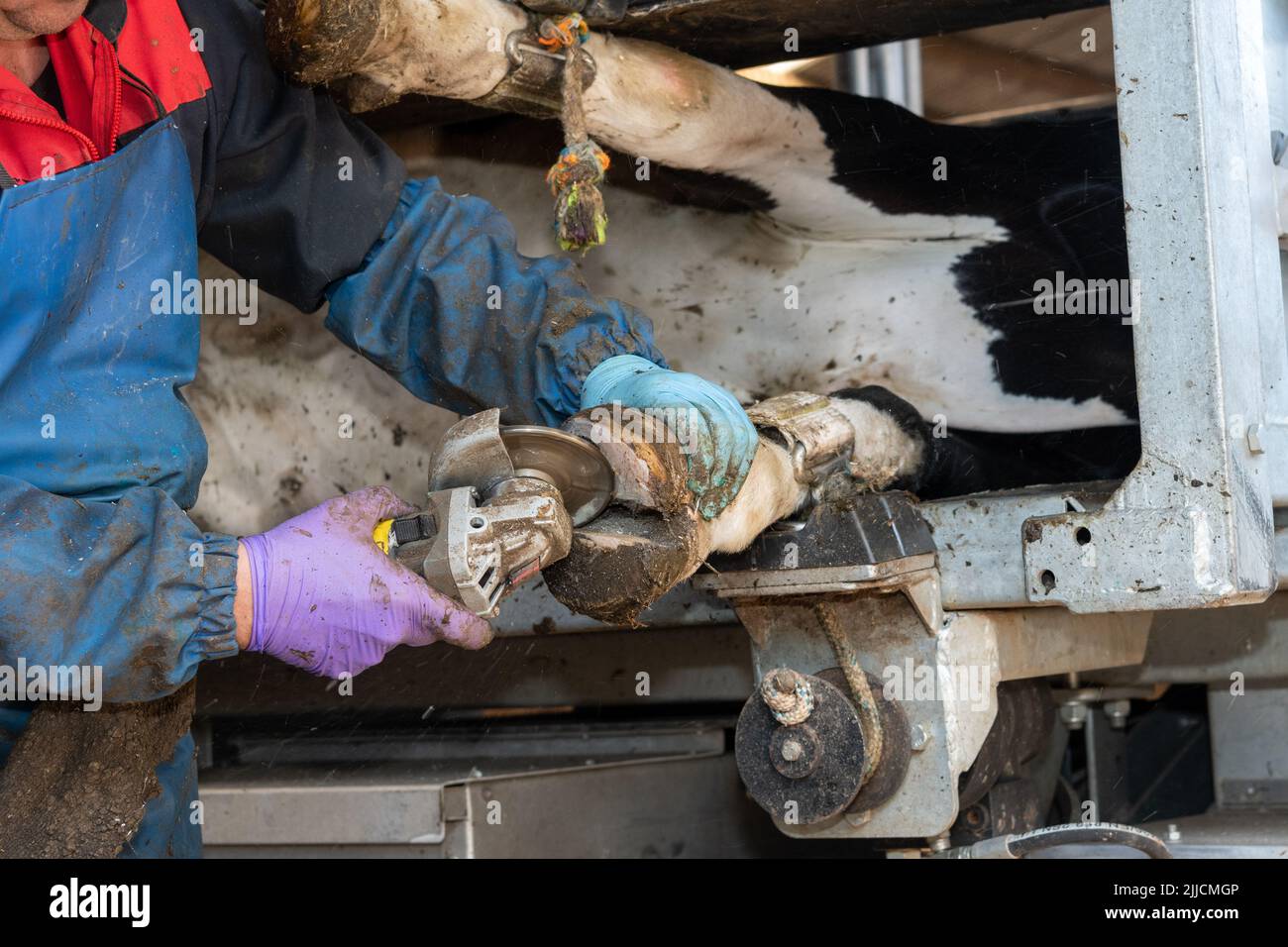 Person trimming a dairy farms cow hoof as part of a management program. North Yorkshire, UK