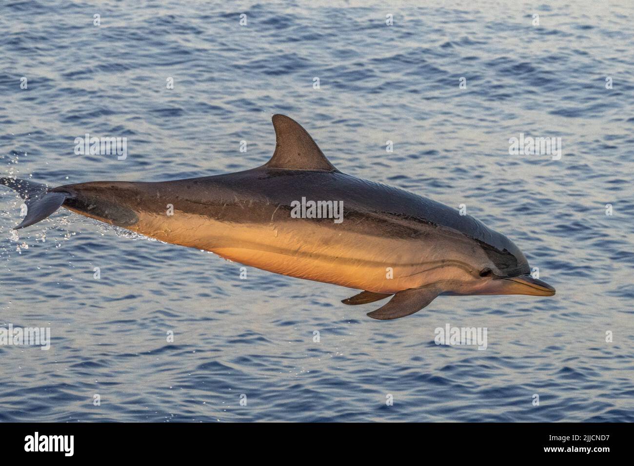 happy striped dolphin juming outside the sea at sunset Stock Photo Alamy