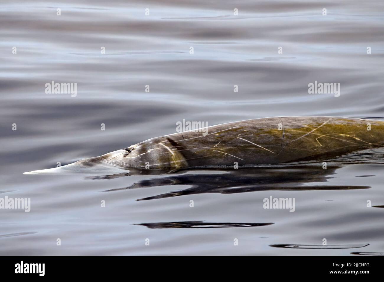 cuvier beaked whale close up portrait on calm sea surface Stock Photo