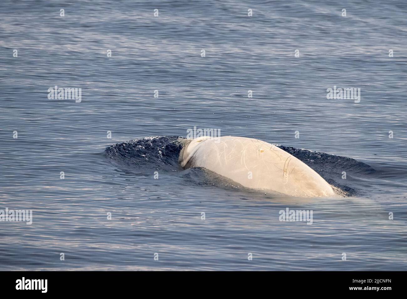 white albino cuvier beaked whale close up portrait on calm sea surface Stock Photo