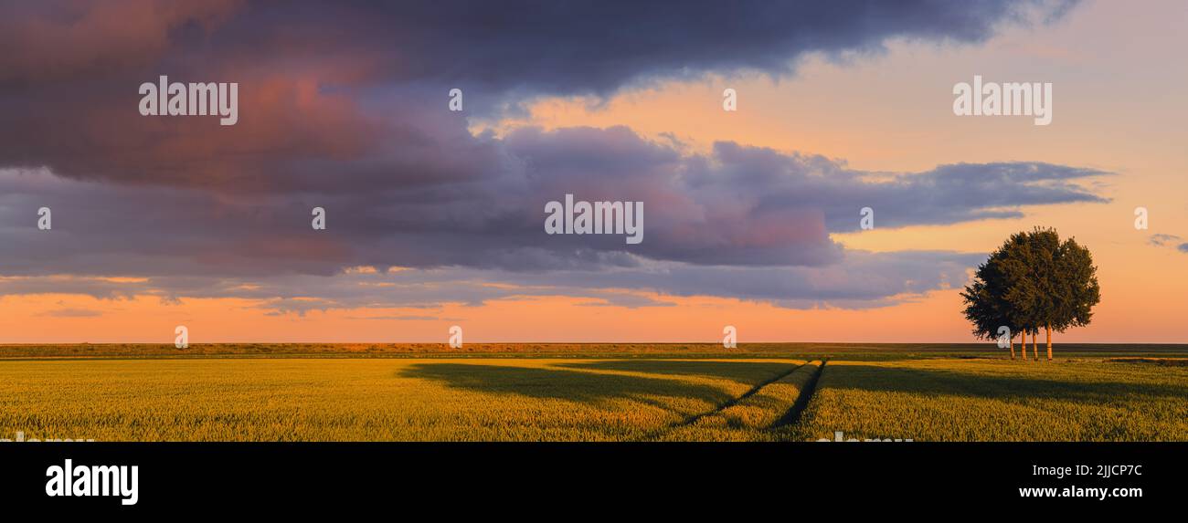 A panoramic image from a sunset with wheatgrass in the Johannes Kerkhovenpolder in the northern part in the province of Groningen, Netherlands. Stock Photo