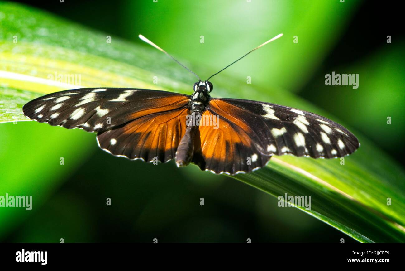 monarch butterfly Calgary Zoo Alberta Stock Photo Alamy