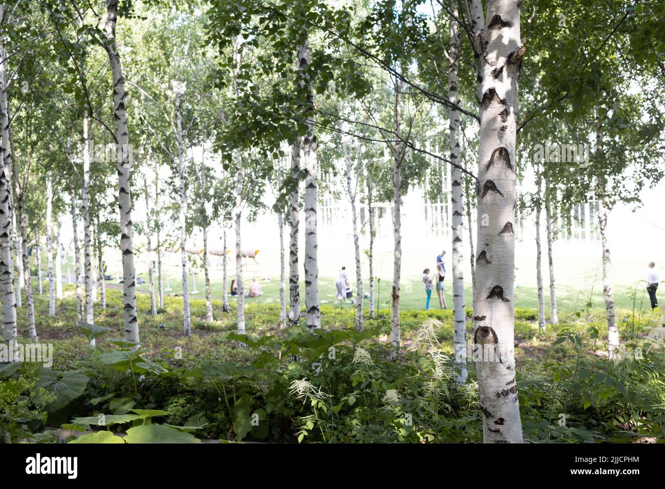 Urban city public artificial birch park in summer tree Stock Photo - Alamy