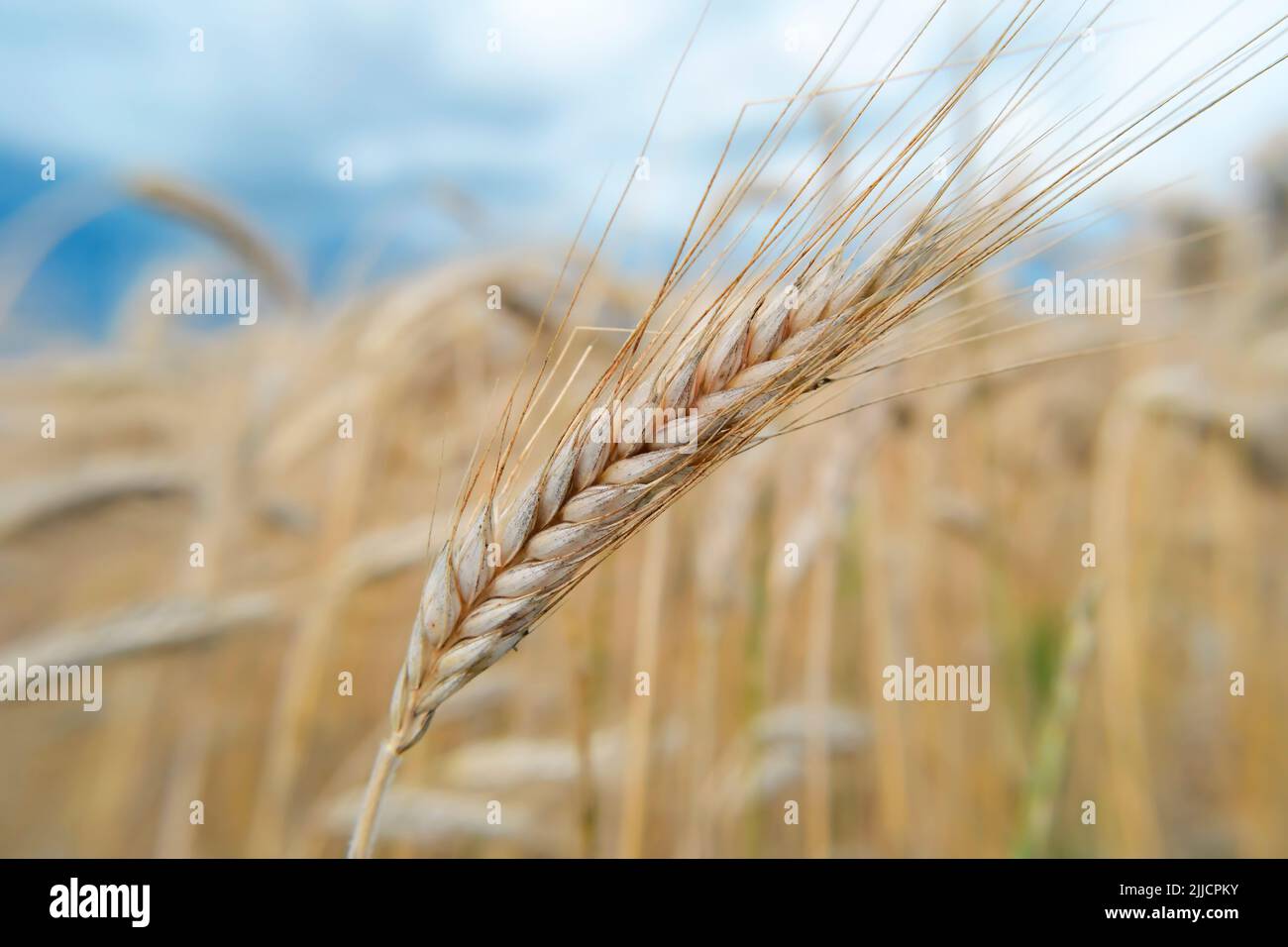 Ripe wheat ears close up against the blue sky. Agricultural field ...