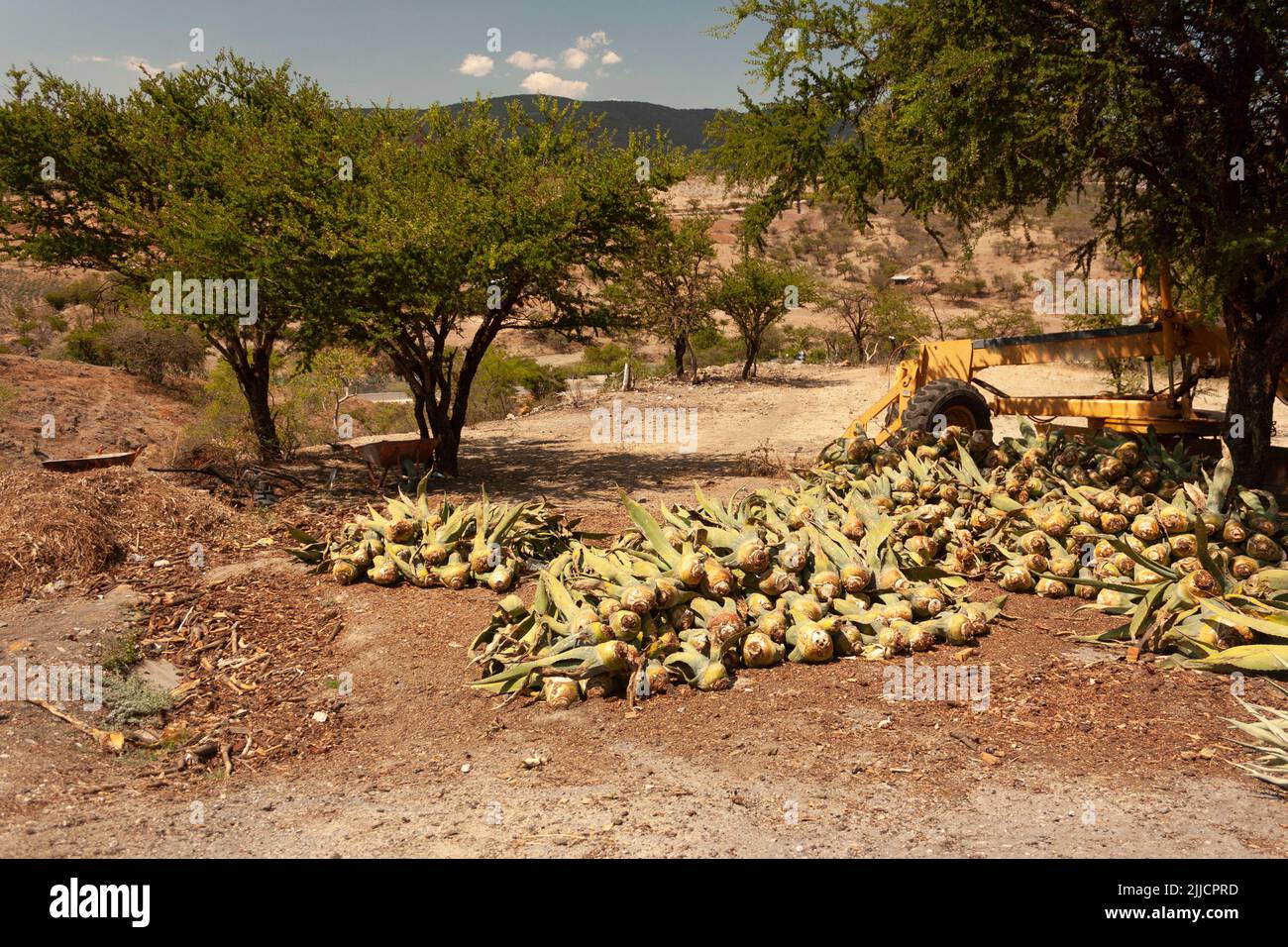 Agave plant harvest in rural scene in Mexico between mountains and land and work tools tractor and wheelbarrow Stock Photo