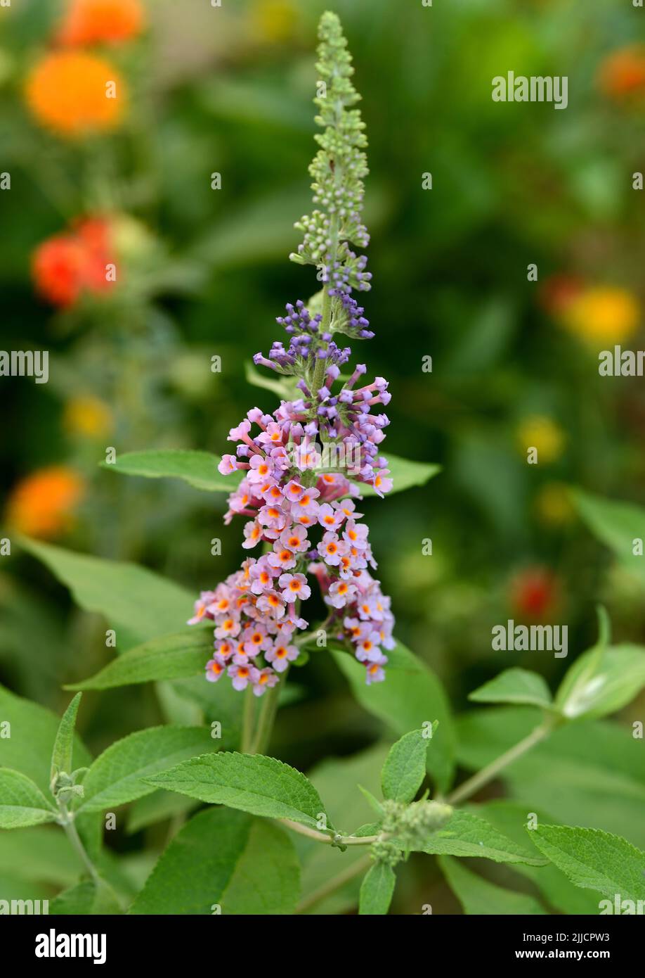 Butterfly bush (Buddleja spp.) Stock Photo