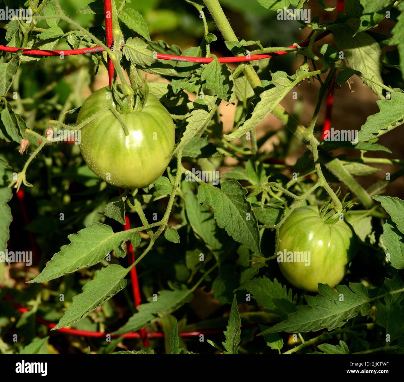 Green tomatoes ripening on the vine in the garden Stock Photo - Alamy