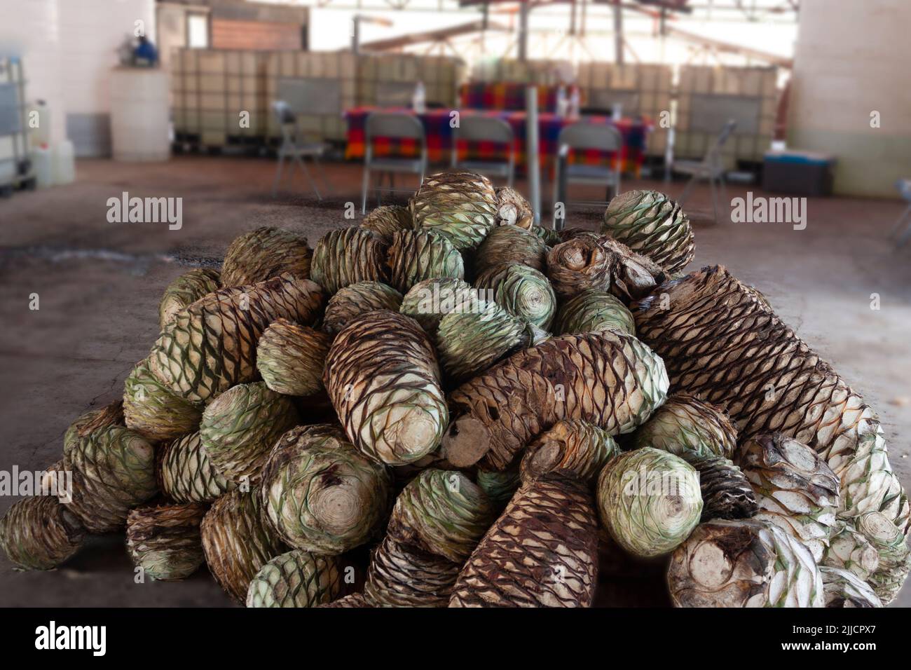 Pineapple or agave pulp succulent plant harvested in plumbing to start the process and manufacture of mezcal Stock Photo