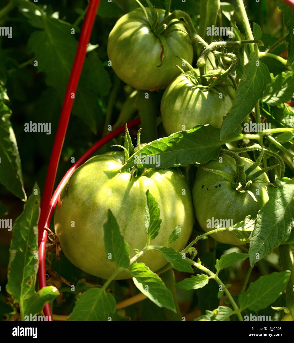 Green tomatoes ripening on the vine in the garden Stock Photo - Alamy