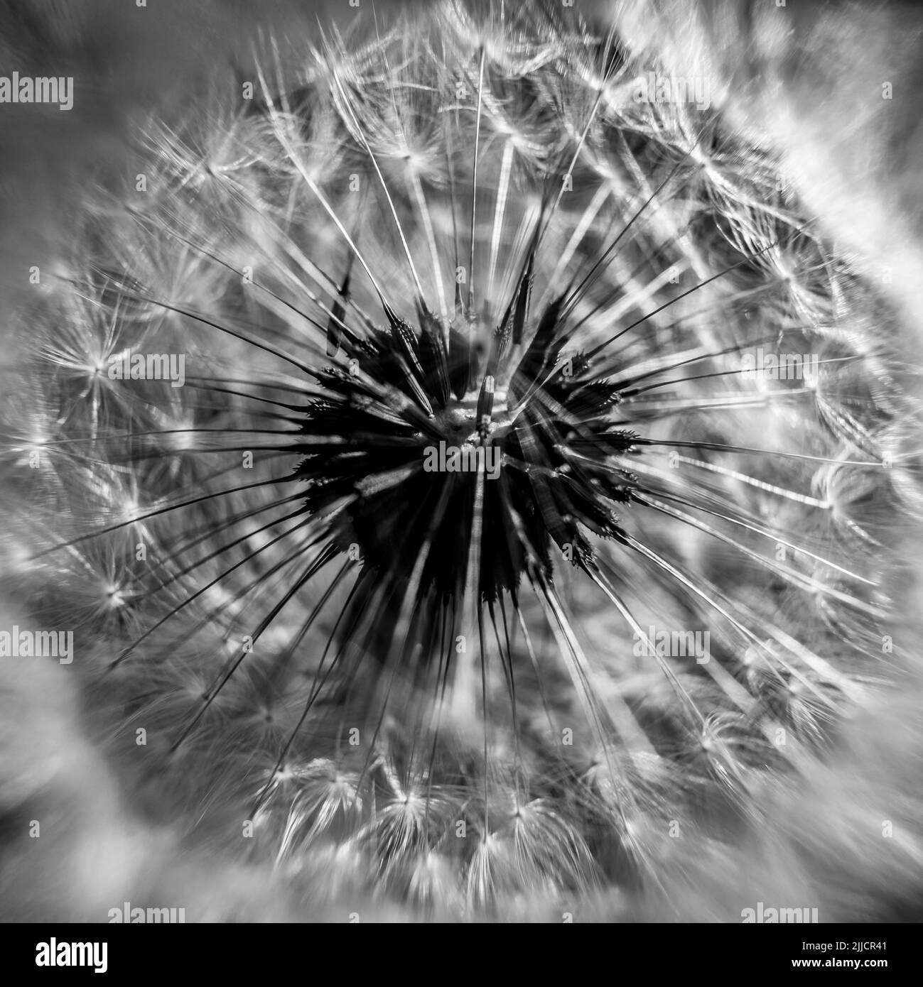 Dandelion details Black and White Stock Photos & Images - Alamy