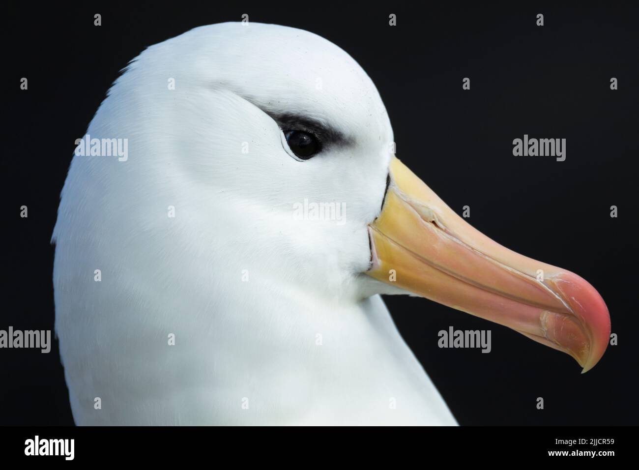 Black-browed albatross Thalassarche melanophrys, adult, side on head profile, New Island, Falkland Islands in December. Stock Photo