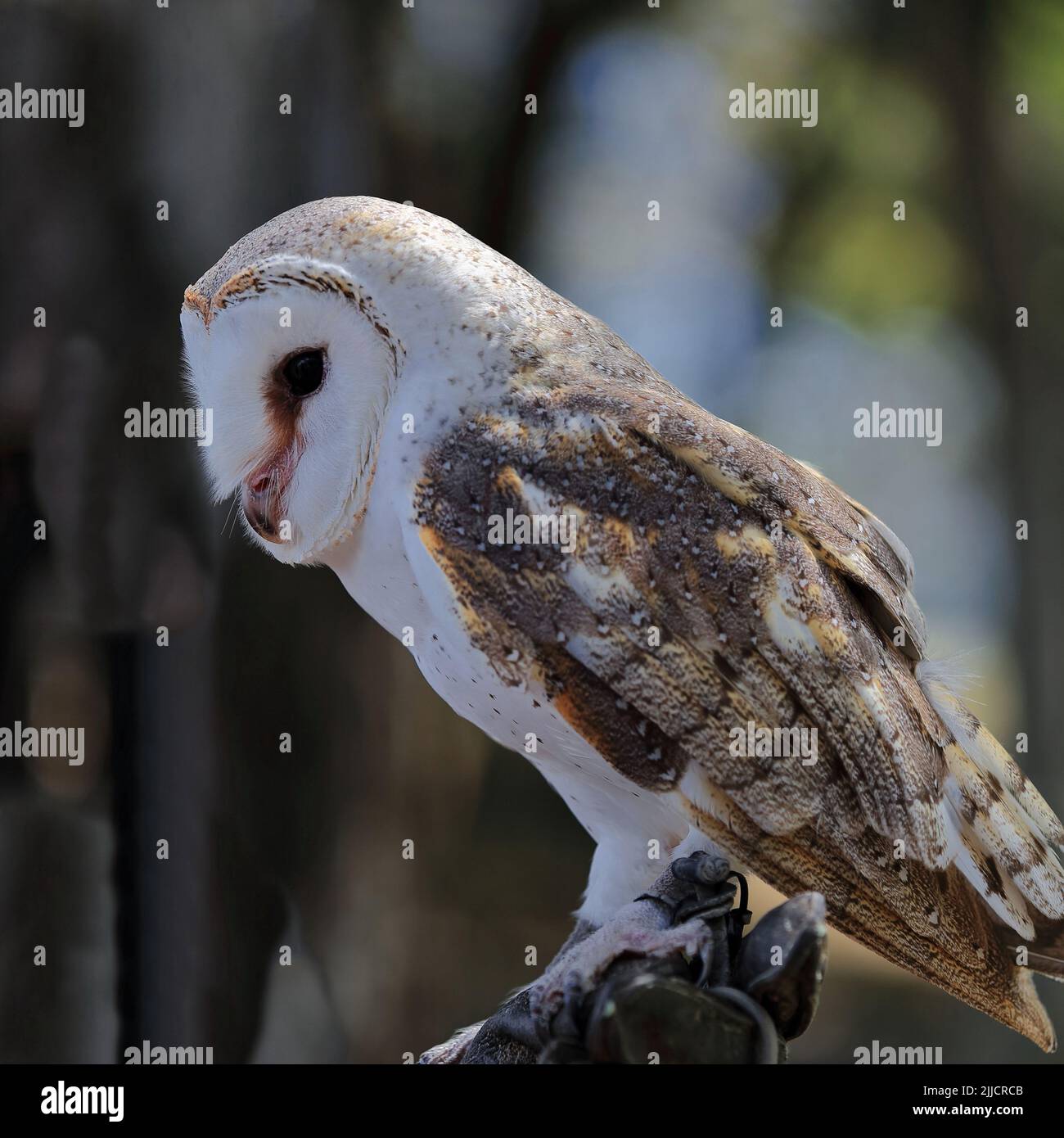 084 Barn owl, the most widespread species of owl in the world. Brisbane-Australia. Stock Photo