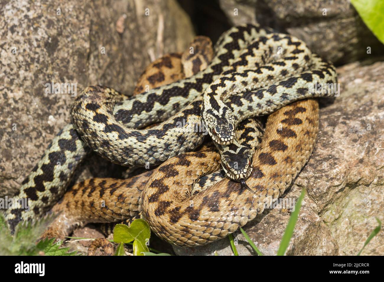 Common adder Vipera berus, adult female & two adult males in courtship, Hellenge Hill, Weston-Super-Mare, Somerset in April. Stock Photo