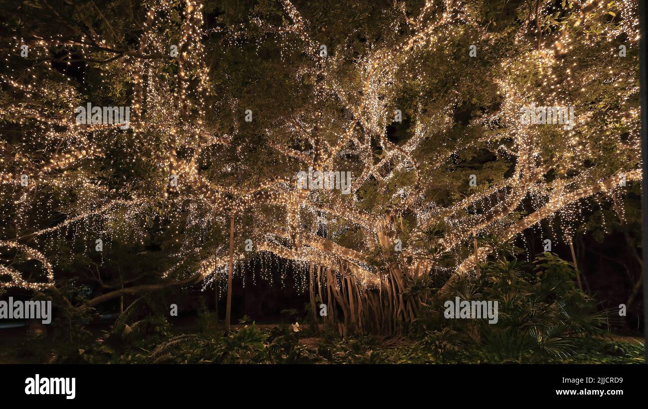 104 Fairy lights covered fig tree at night on the City Botanic Gardens. Brisbane-Australia. Stock Photo
