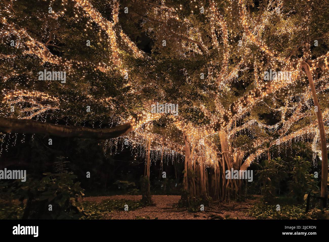 105 Fairy lights covered fig tree at night on the City Botanic Gardens. BrisbaneAustralia Stock