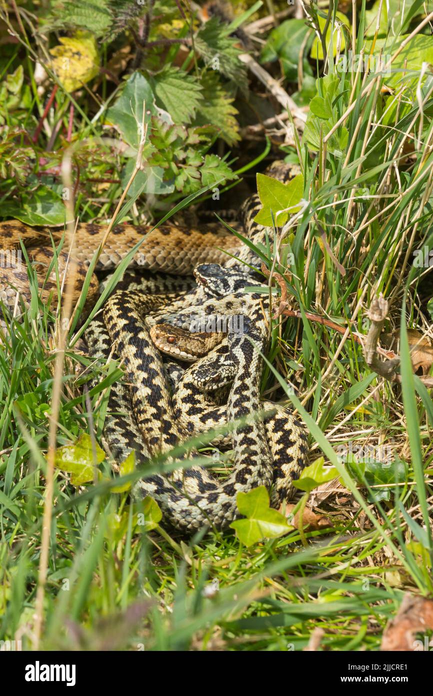 Common adder Vipera berus, adult female & three adult males, coiled together in courtship, Hellenge Hill, Weston-Super-Mare, Somerset in April. Stock Photo