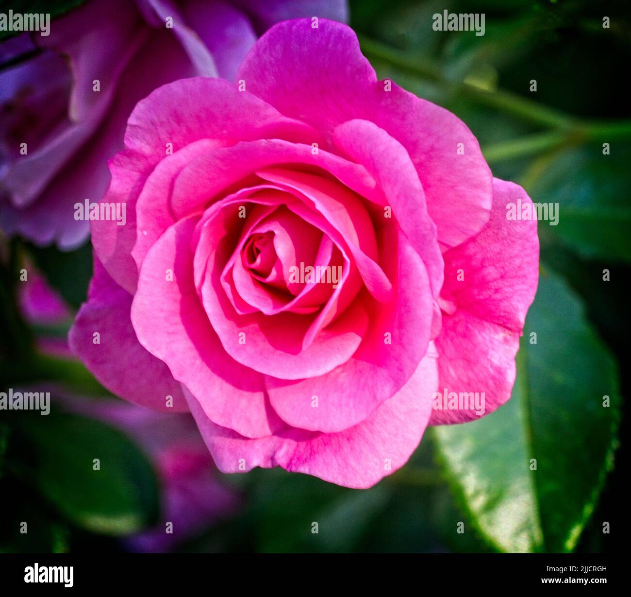 Hybrid tea rose Calgary Zoo Alberta Stock Photo - Alamy
