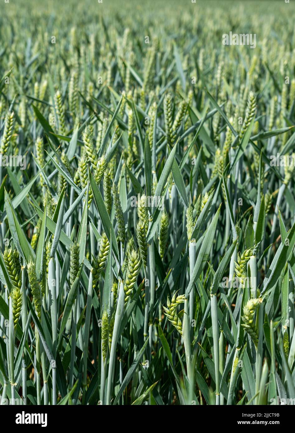 Field of wheat ripening in the sun Stock Photo
