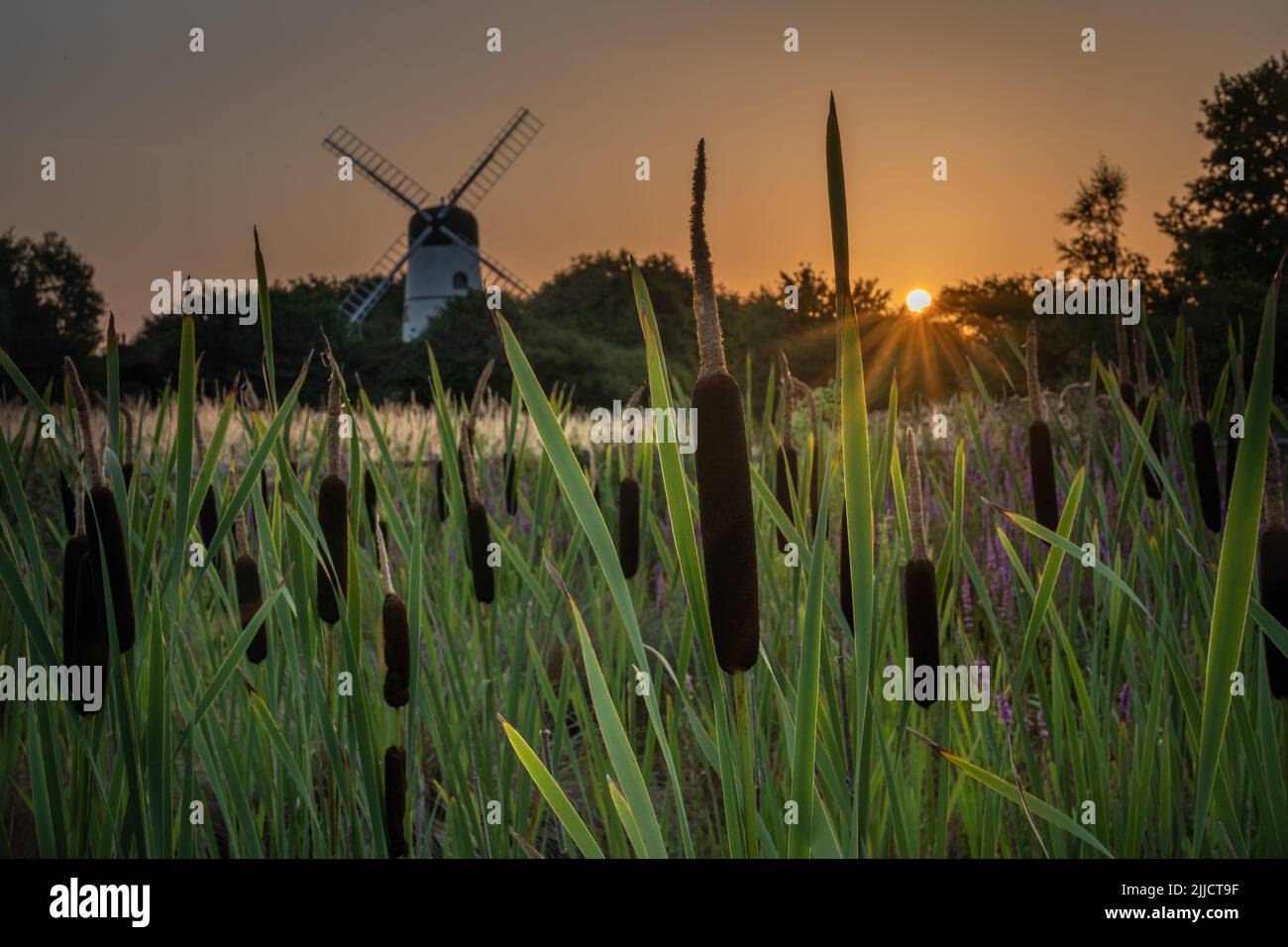 Bulrushes and windmill at sunrise Stock Photo