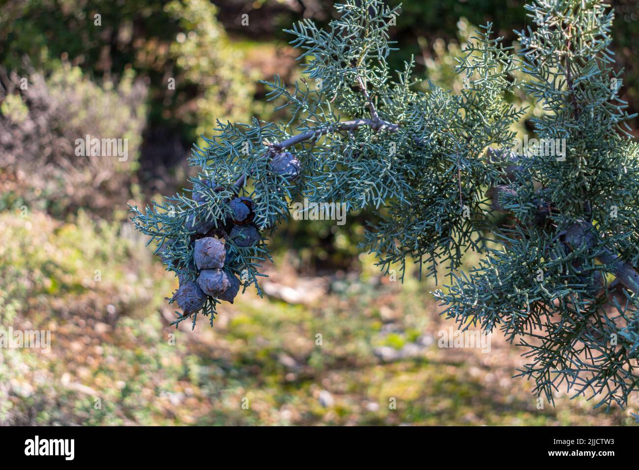 Arizona cypress tree (Cupressus arizonica) branch detail with cones Stock Photo