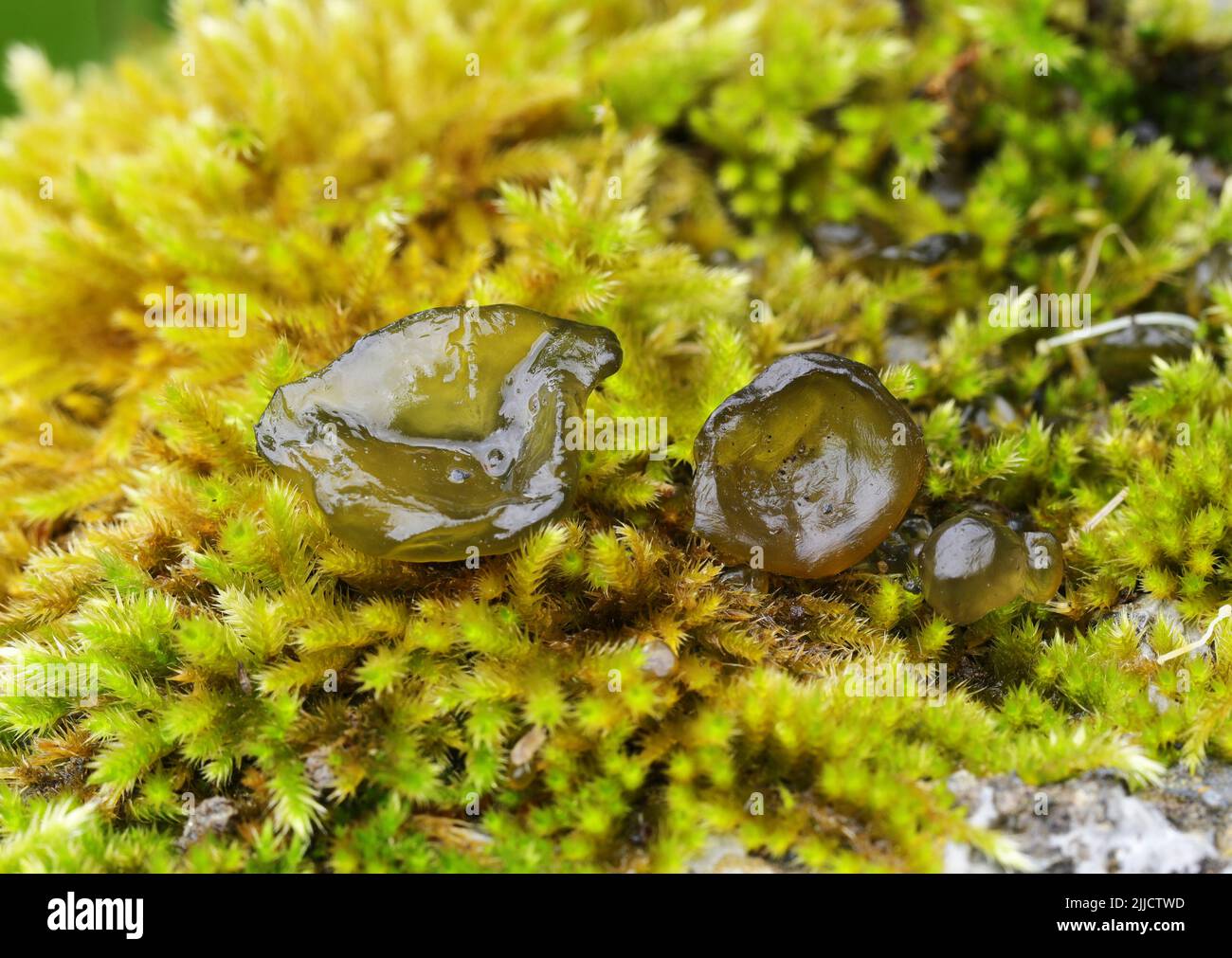 Nostoc commune - macro Stock Photo