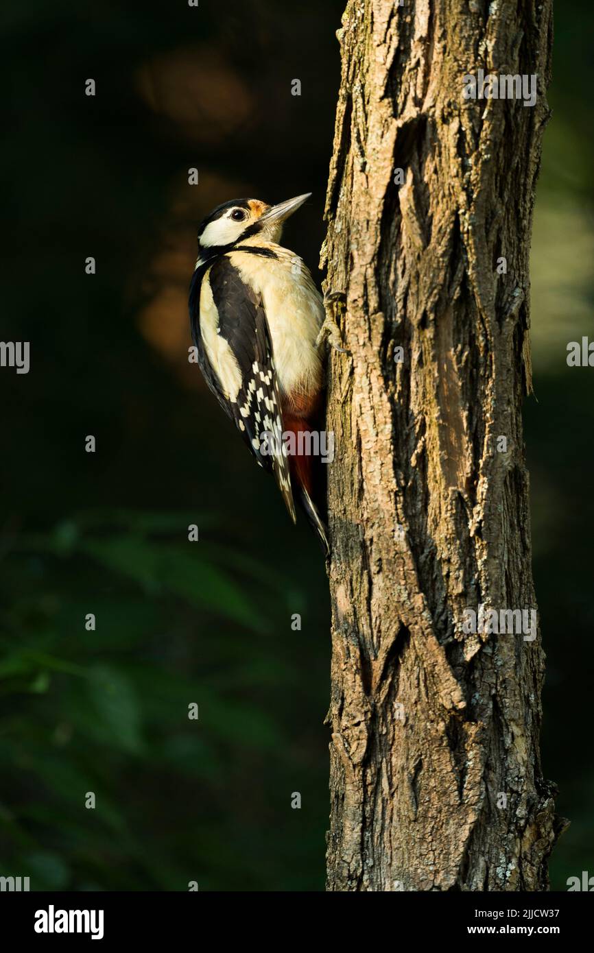 Great spotted woodpecker Dendrocopus major, adult female perched on branch, Tiszaalpár, Hungary, June Stock Photo