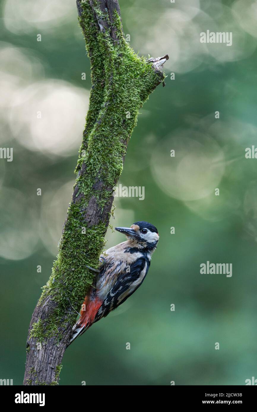 Great spotted woodpecker Dendrocopus major, male perched on branch, Tiszaalpár, Hungary, June Stock Photo