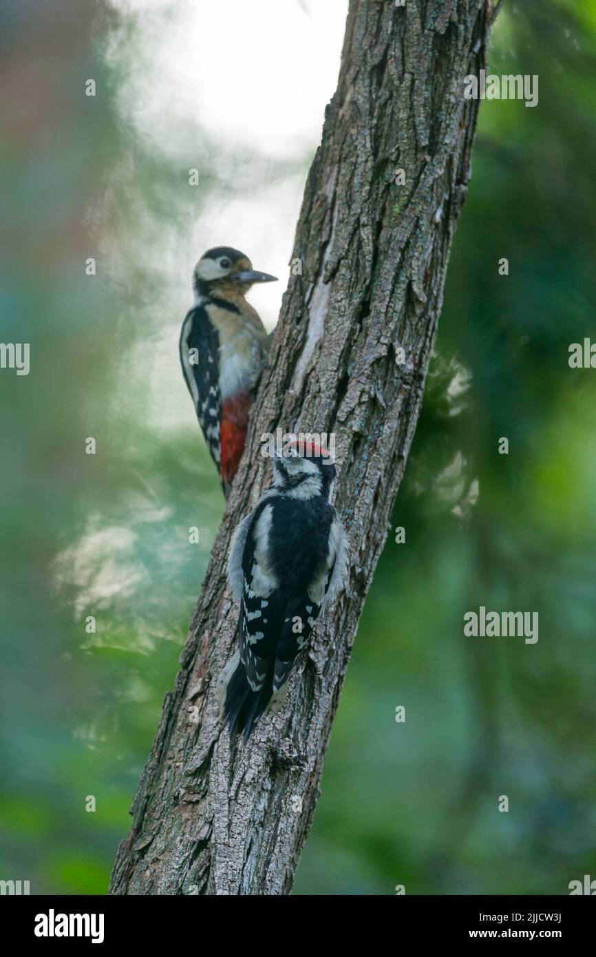 Great spotted woodpecker Dendrocopus major, adult male feeding juvenile in tree, Tiszaalpár, Hungary, June Stock Photo
