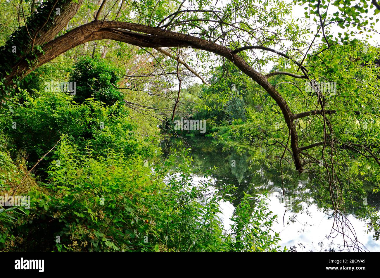 A view of the River Wensum from the public riverside footpath upstream of St Crispin's Bridge in the north of Norwich, Norfolk, England, UK. Stock Photo