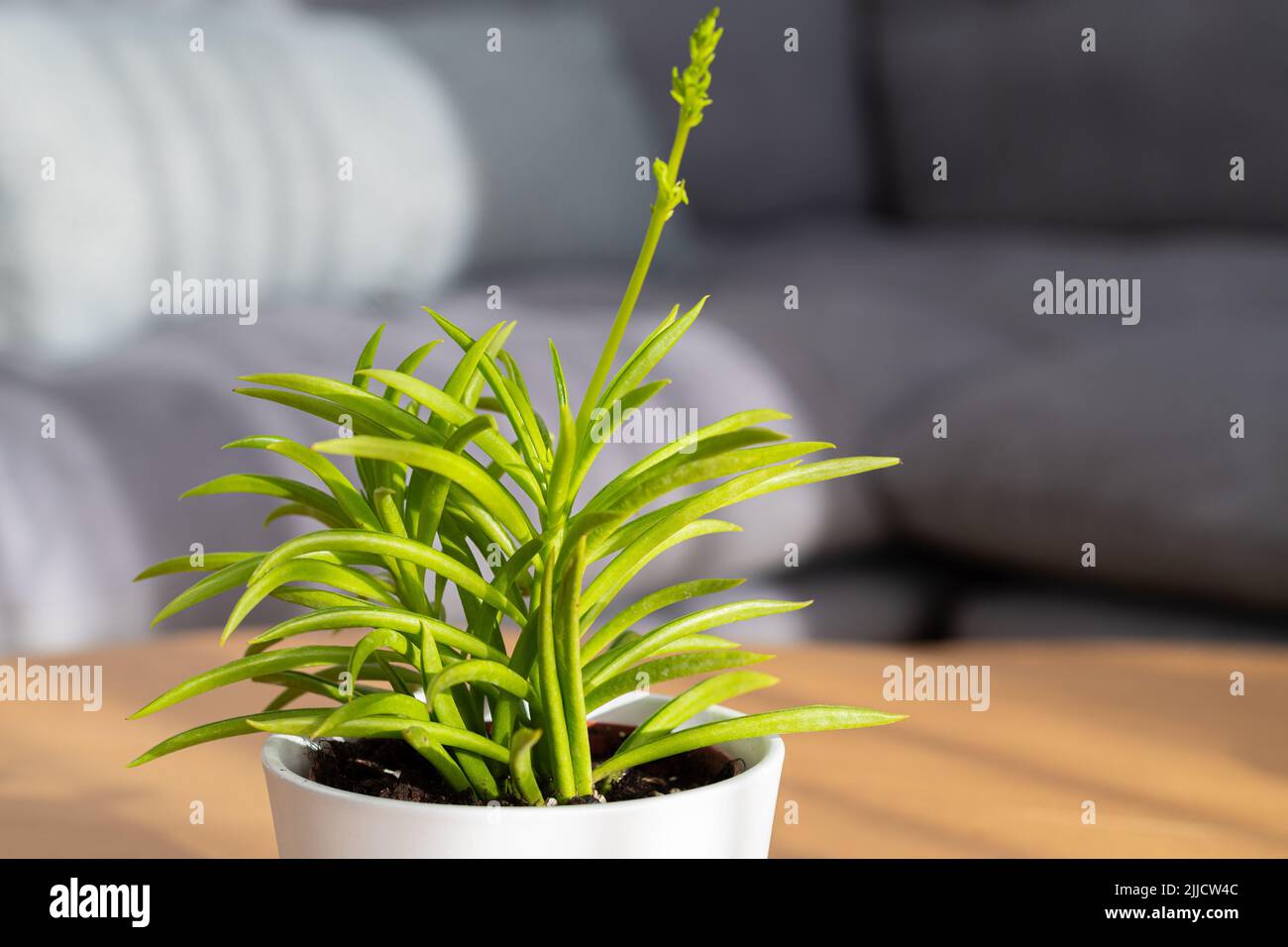 Senecio Himalaya (Himalaya Groundsel) succulent in modern interior house  Stock Photo - Alamy