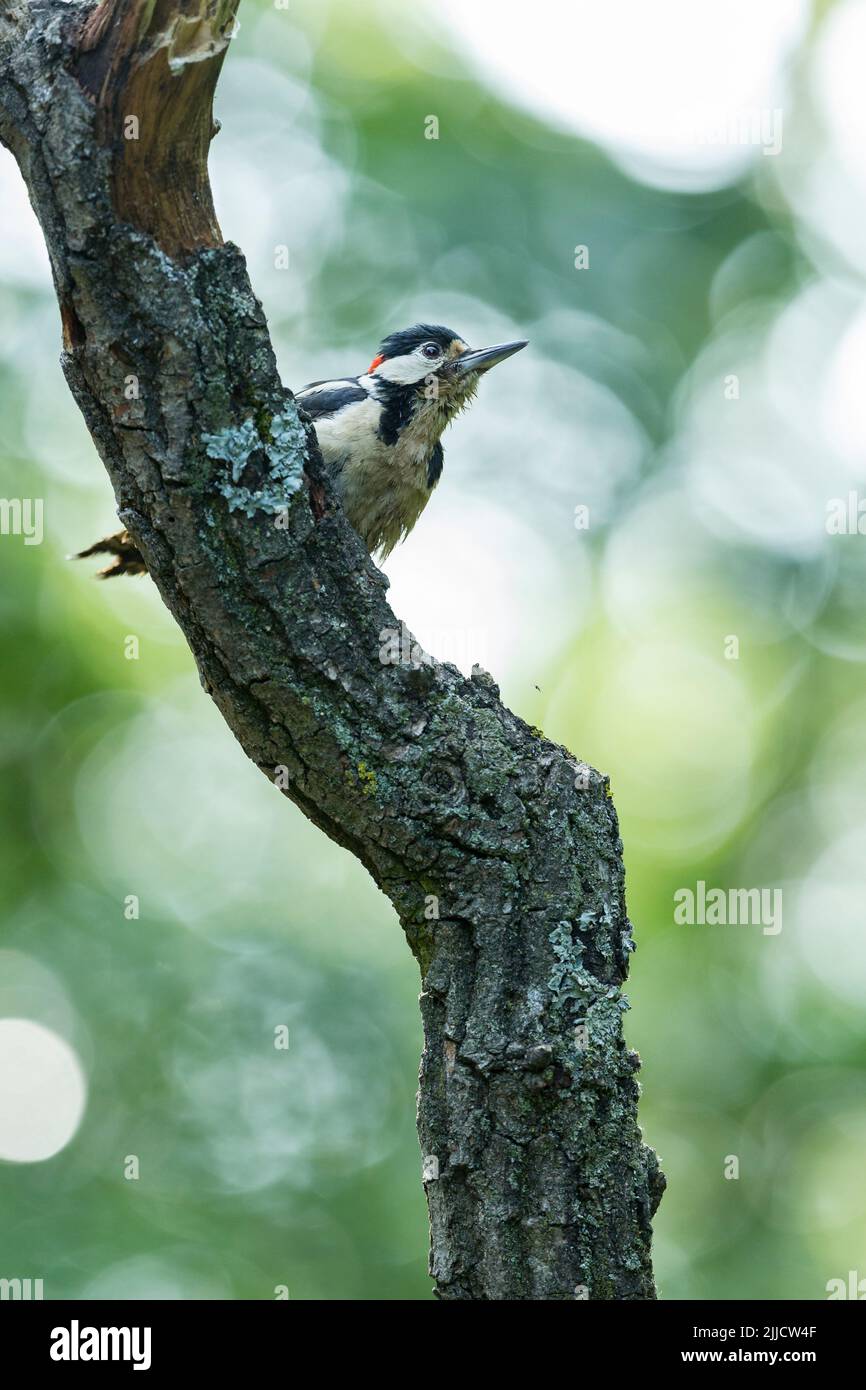 Great spotted woodpecker Dendrocopus major, adult male perched on branch, Tiszaalpár, Hungary, June Stock Photo