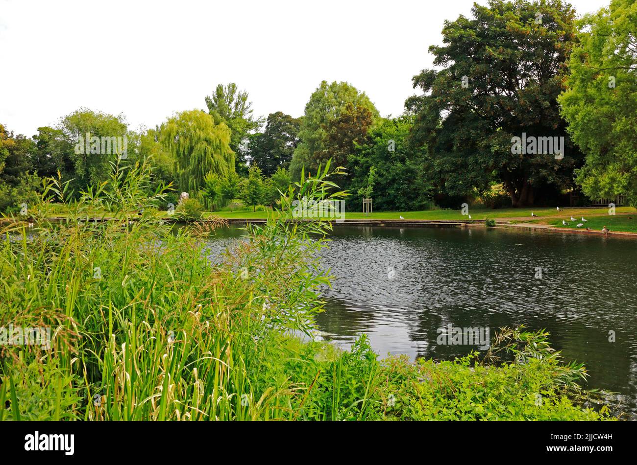A view of the River Wensum from the riverside public footpath with Wensum Park beyond in the City of Norwich, Norfolk, England, United Kingdom. Stock Photo