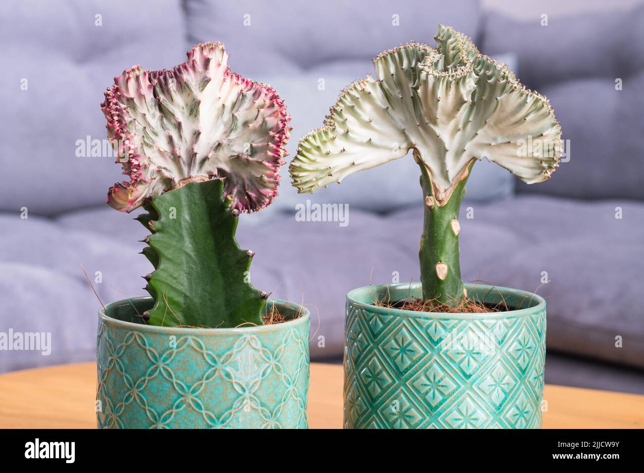 Coral cactus (Euphorbia lactea Cristata, mermaid tail) plants Stock