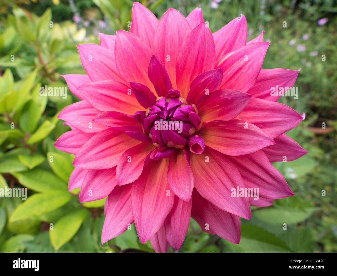 Dahlias put on a fine show in our garden, in Radley Village Oxfordshire, from July to August every year. This one is quite early! Dahlia are a member Stock Photo