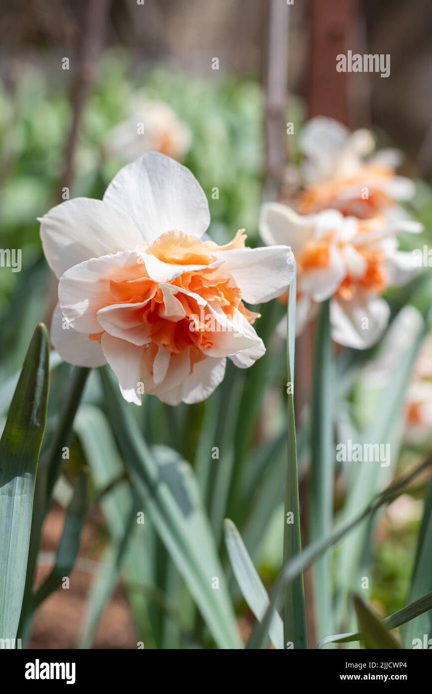 Narcissus Delnashaugh (double Daffodil) flowers Stock Photo - Alamy