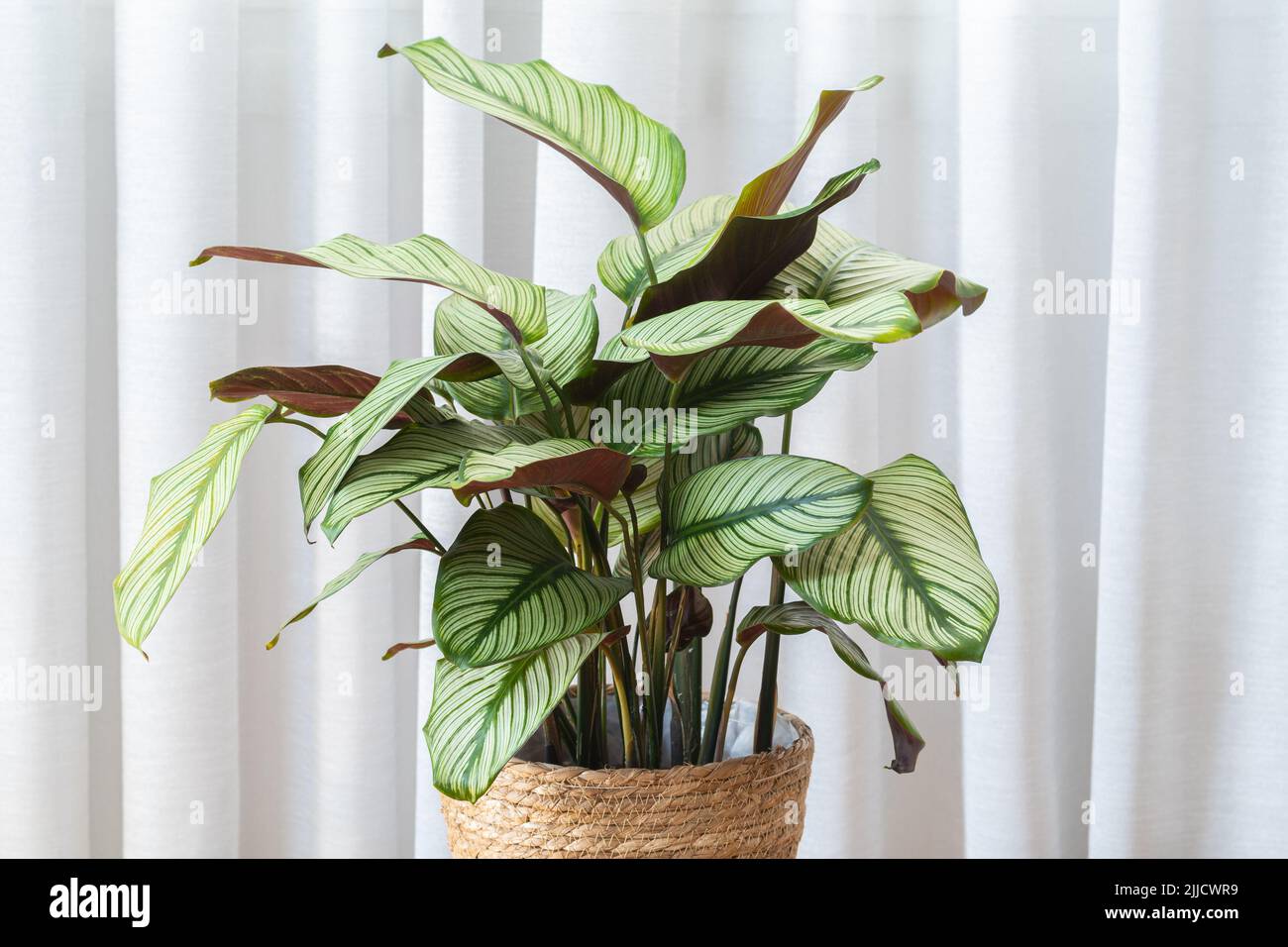 Calathea Majestica 'White Star' (goeppertia majestica) plant in modern  interior Stock Photo - Alamy