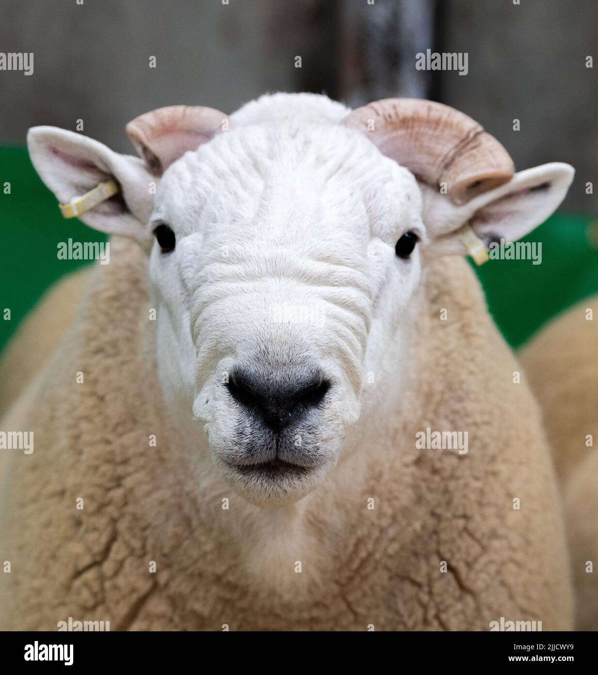 Close up on the face of a Hill Cheviot ram at a ram sale, Lockerbie, Dumfries, Scotland, UK. Stock Photo