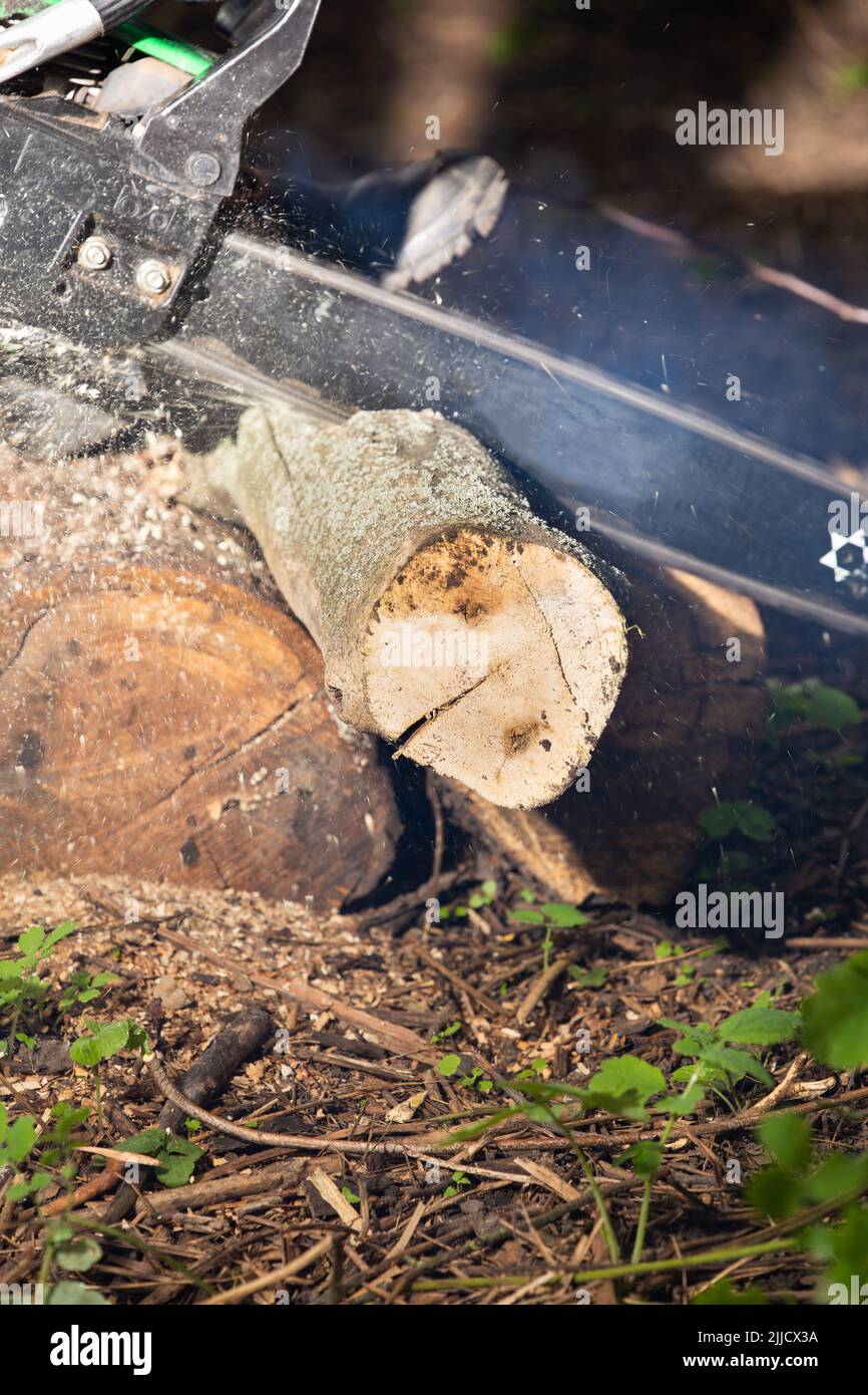 A petrol saw cuts a dry log for firewood Stock Photo Alamy