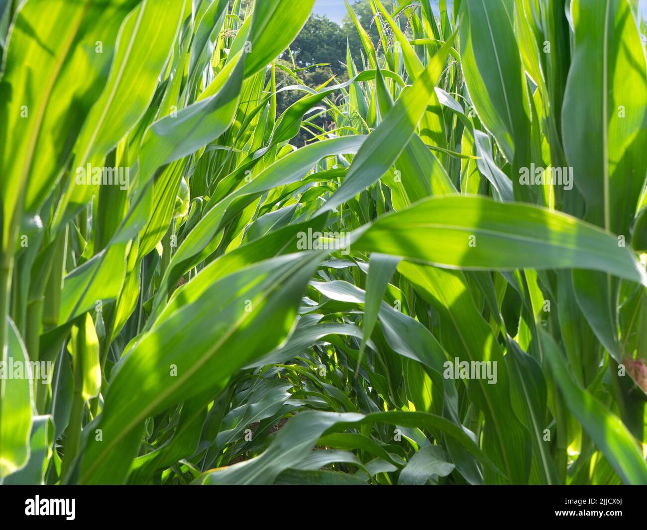 Maize is one of the great staple crops of the world. It was first