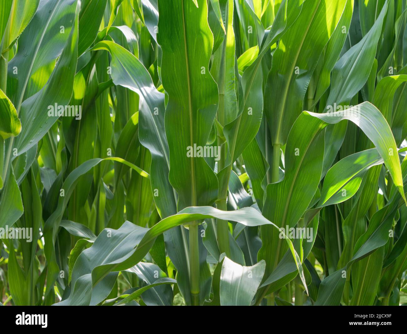 Maize is one of the great staple crops of the world. It was first cultivated in Mexico around10,000 years ago. Despite its cultivation spreading all o Stock Photo