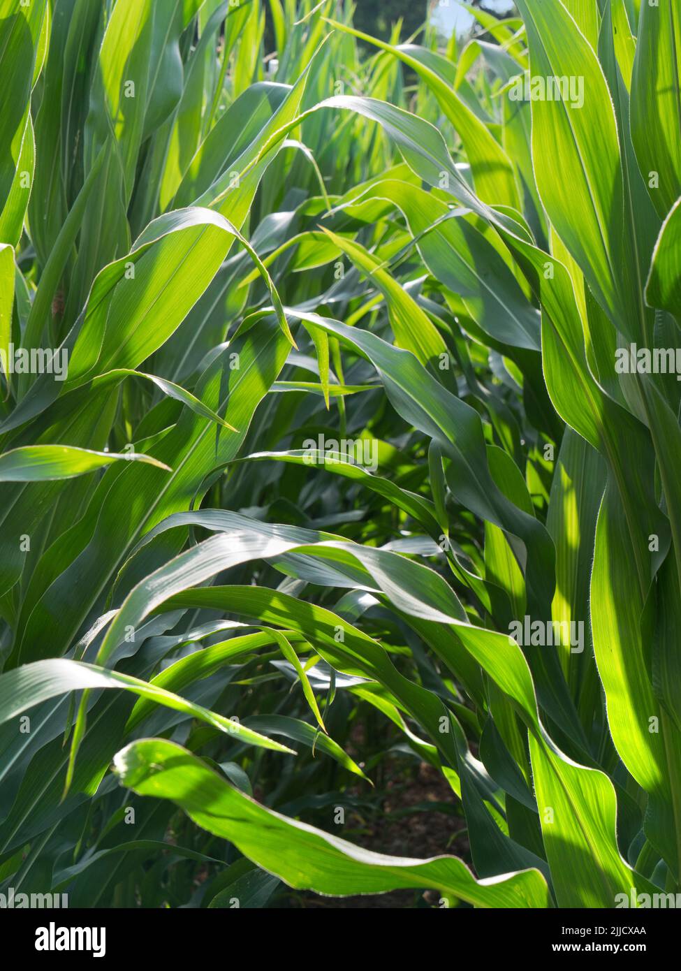 Maize is one of the great staple crops of the world. It was first