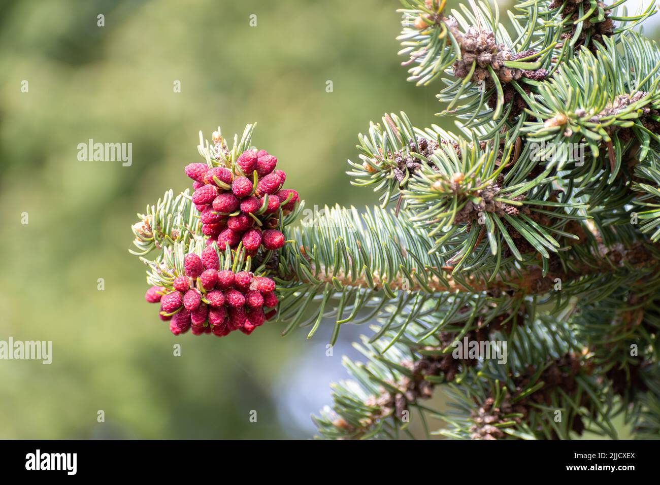 Greek fir (Abies cephalonica) at mountain Parnitha ready to cast pollen Stock Photo
