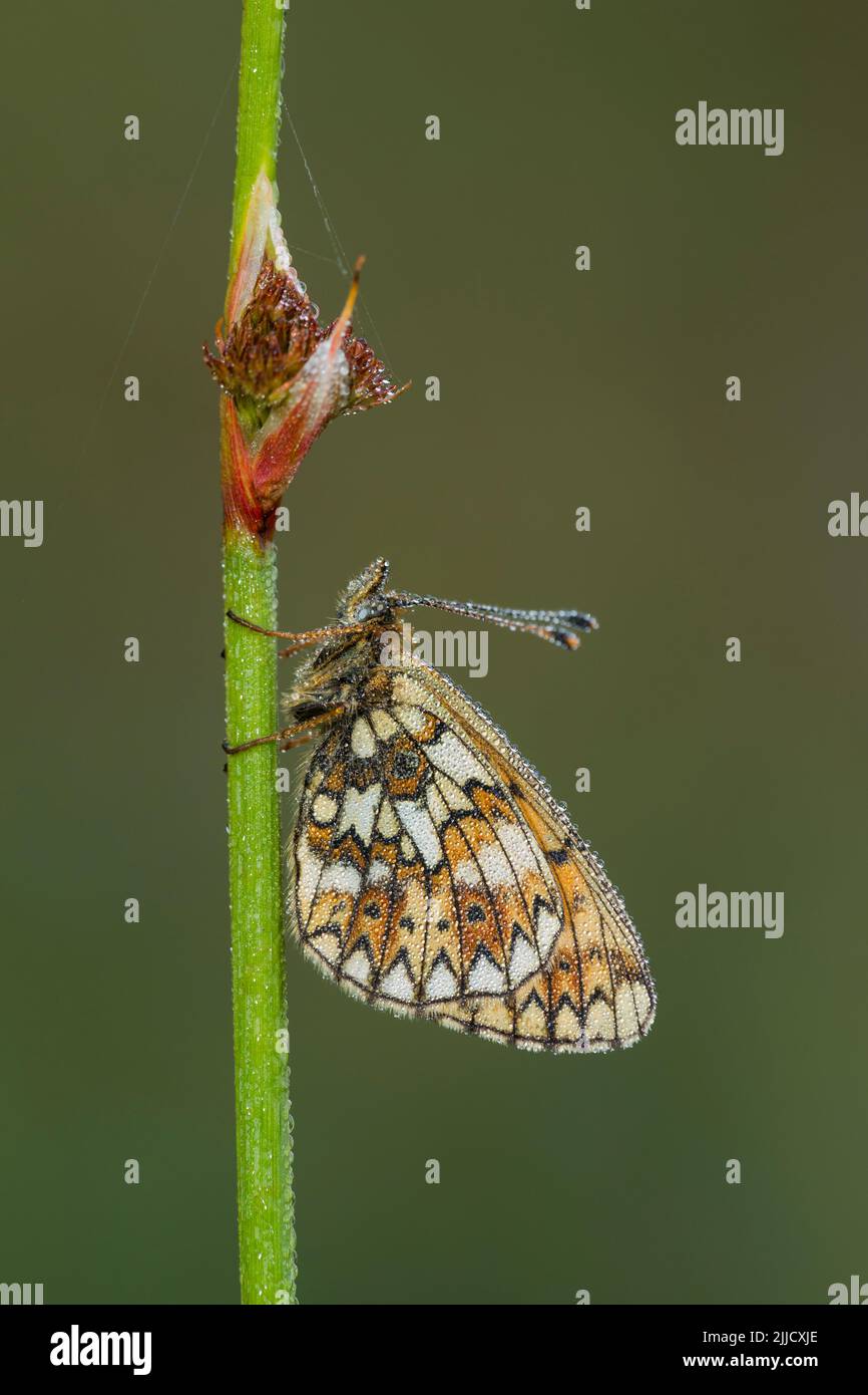 Small pearl-bordered fritillary Boloria selene, imago, at roost covered in dew, Bentley Wood, Hampshire, UK in May. Stock Photo