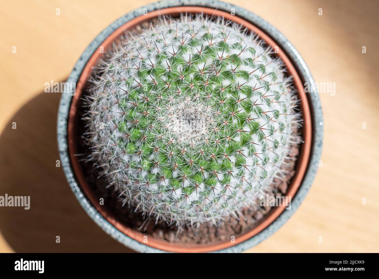 Mammillaria hahniana (Old lady pincushion) cactus Stock Photo Alamy