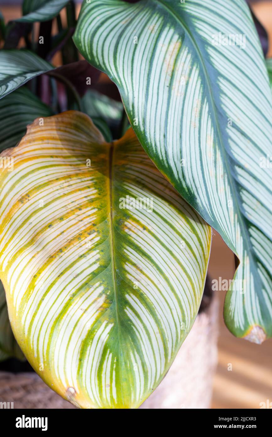 Calathea white star hi-res stock photography and images - Alamy